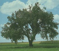 cottonwood tree
